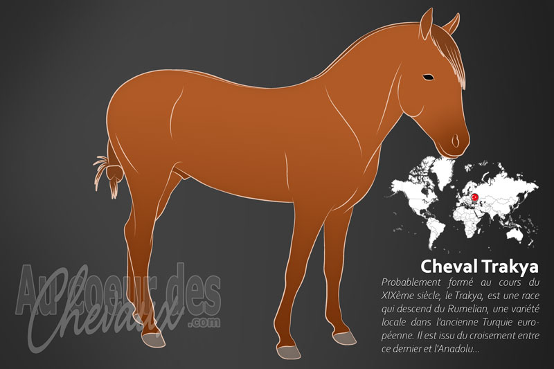 Le Trakya un cheval de selle originaire de la Turquie