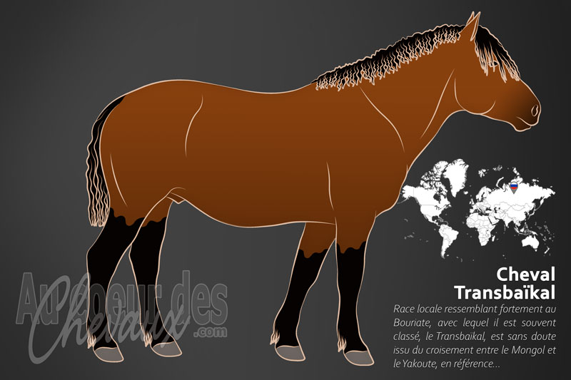 Le Transba�kal un cheval de petite taille originaire de la Russie