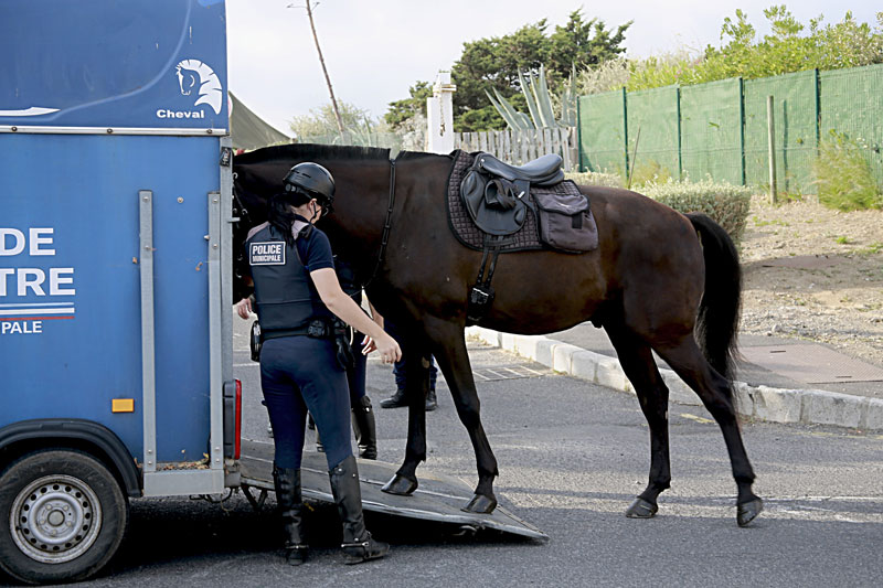 Un cheval de la police qui monte dans un van