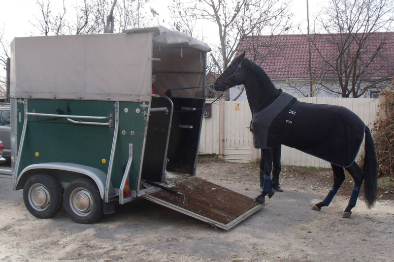 Un cheval qui montre de l'anxi�t� pour monter dans un van