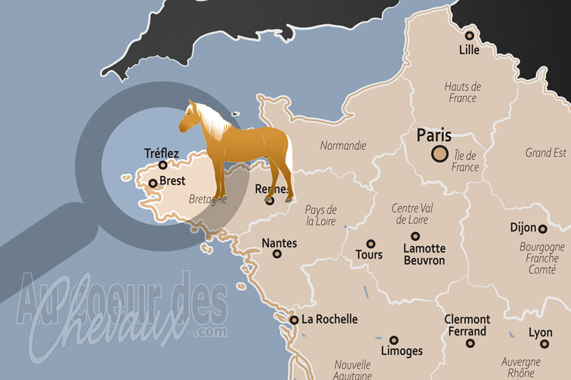 Tr�flez, le cheval breton entre terre et mer dans le pays de l�on