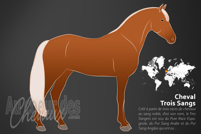 Le Tres Sangres un cheval de selle originaire de l'Espagne