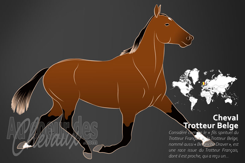 Le Cheval Trotteur Belge, un si�cle d'�volution au c?ur de l'europe