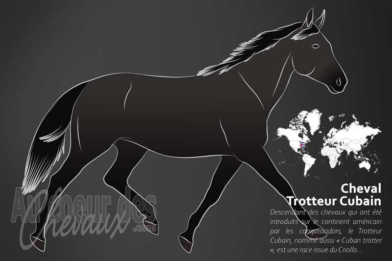 Le Trotteur Cubain un cheval de selle originaire de Cuba