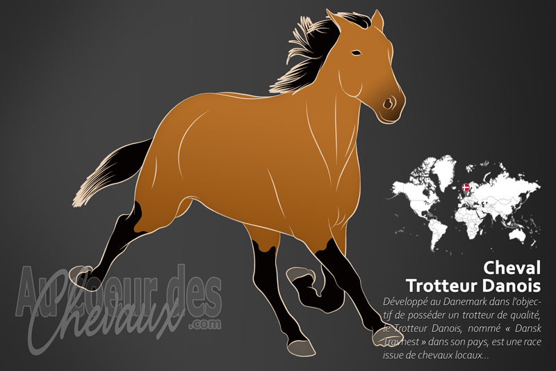 Le Trotteur Danois un cheval de selle originaire du Danemark