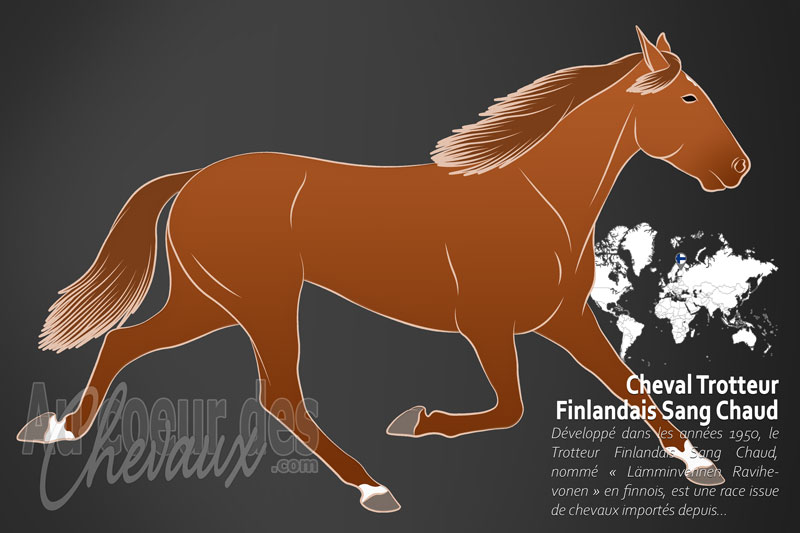 Le Trotteur Finlandais Sang Chaud un cheval de selle originaire de la Finlande