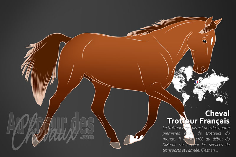Le Cheval Trotteur Fran�ais, de la normandie aux sommets mondiaux