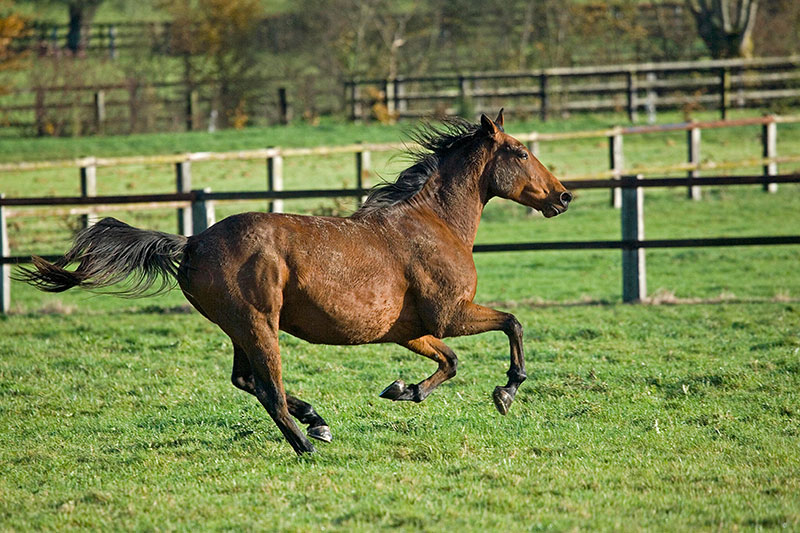 Une vue du Cheval Trotteur Fran�ais au galop