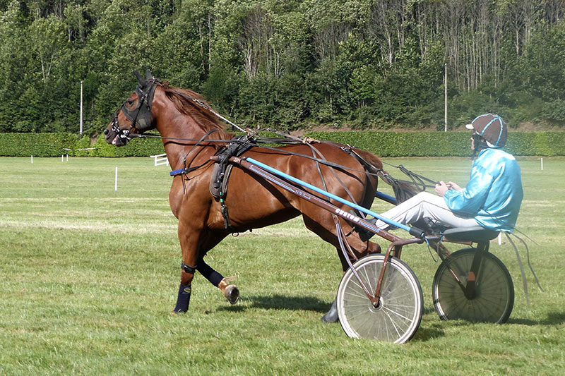 Une vue du Cheval Trotteur Fran�ais pendant un entra�nement