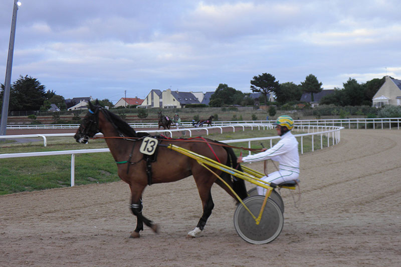 Une vue du Cheval Trotteur Fran�ais qui marche