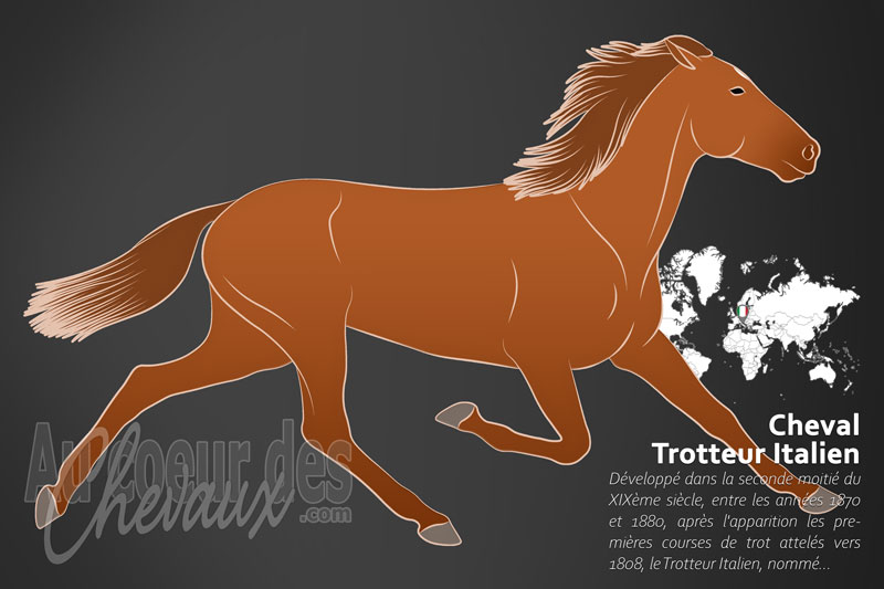 Le Cheval Trotteur Italien, la qu�te de la v�locit� latine