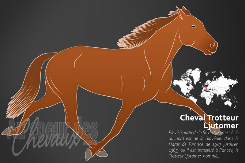 Le Trotteur Ljutomer un cheval de selle originaire de la Slov�nie