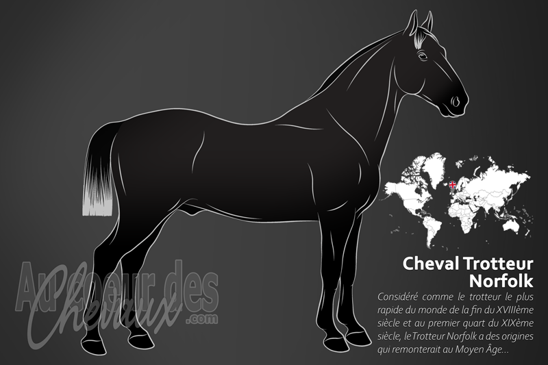 Le Cheval Trotteur Norfolk, l'anc�tre l�gendaire des pistes modernes