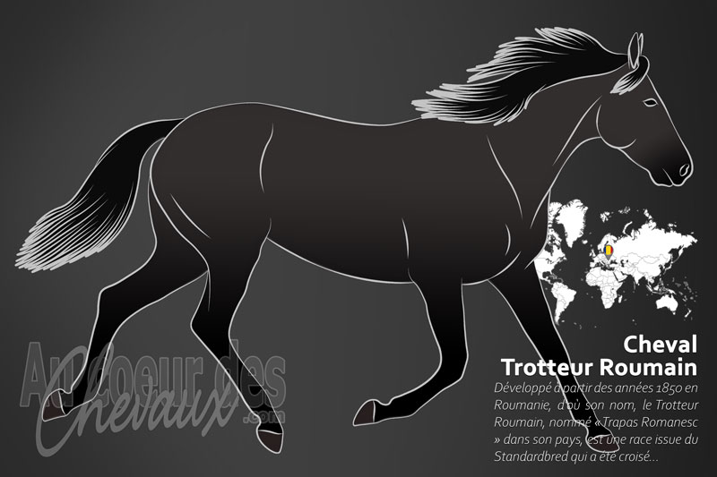 Le Trotteur Roumain un cheval de selle originaire de la Roumanie
