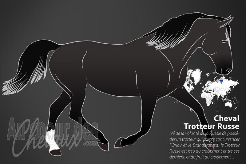 Le Cheval Trotteur Russe, la fusion de la vitesse et de la robustesse