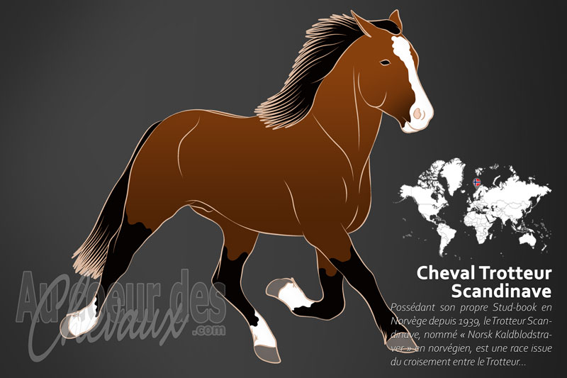 Le Cheval Trotteur Scandinave, l'�pop�e du nord
