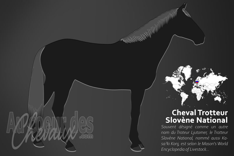 Le Trotteur Slov�ne National un cheval de selle originaire de la Slov�nie