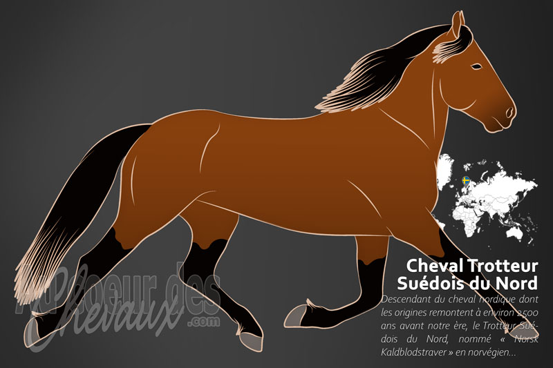 Le Cheval Trotteur Su�dois du Nord, de la for�t � la piste