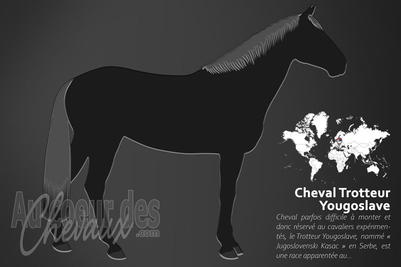 Le Cheval Trotteur Yougoslave, un si�cle de vitesse en serbie