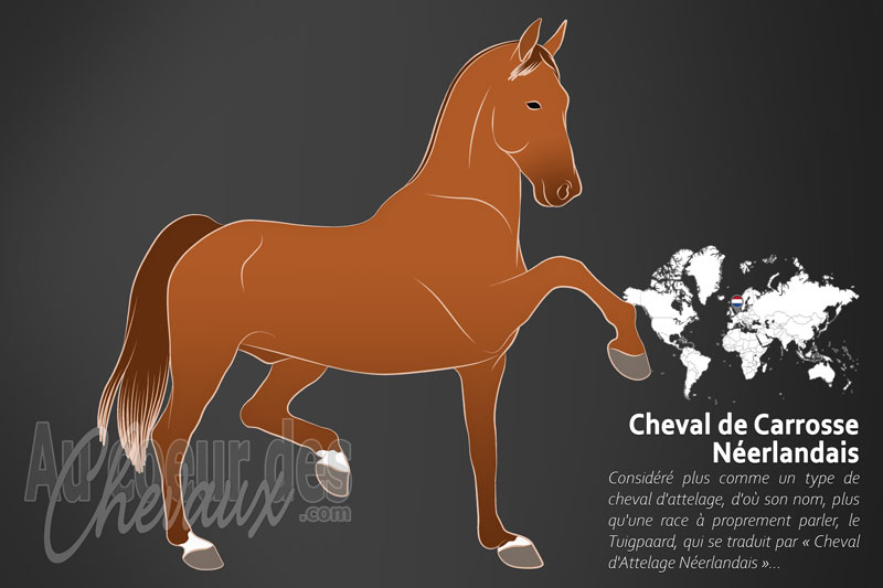 Le Tuigpaard un cheval de selle originaire des Pays Bas