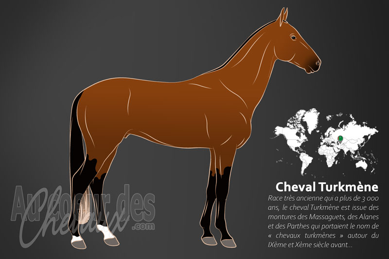 Le Cheval Turkm�ne, l'h�ritage des � chevaux c�lestes � d'asie centrale