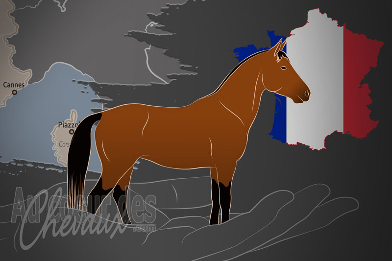 L'U Cavallu Corsu, une organisation qui g�re le cheval corse en france