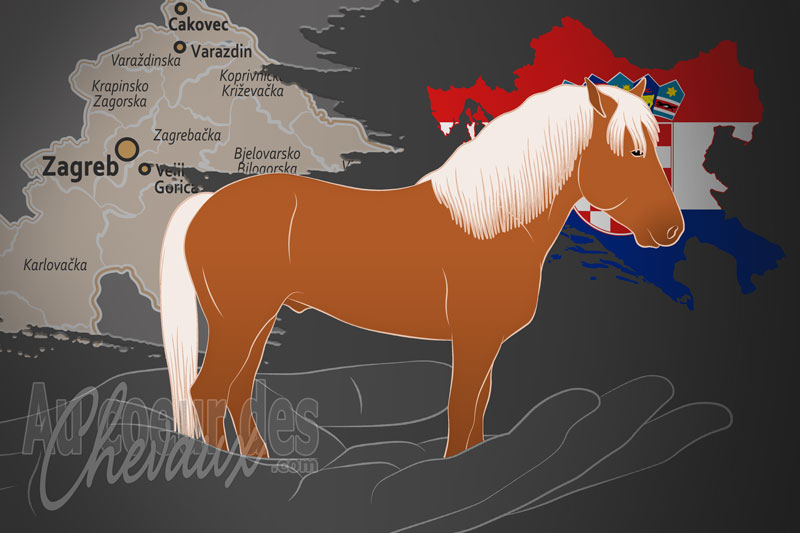 L'Association des �leveurs de Chevaux Medjimurje � Medimurec �, un organisme de gestion du medjimurje en croatie