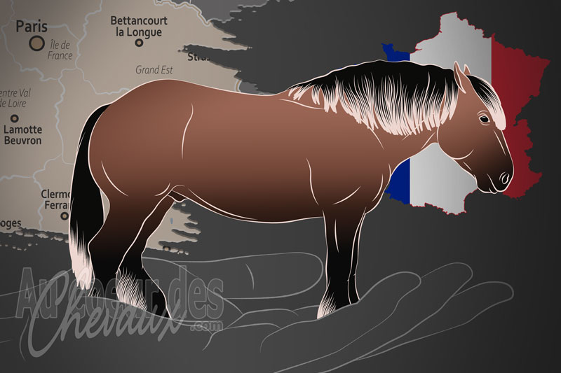 L'Union des �leveurs de Chevaux de la Race Ardennaise, une organisation qui g�re le cheval ardennais en france