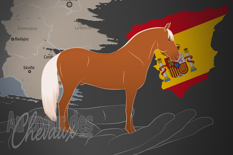 L'Union Espagnole des �leveurs du Pure Race Hispano Arabe, un organisme de gestion de l'hispano arabe en espagne