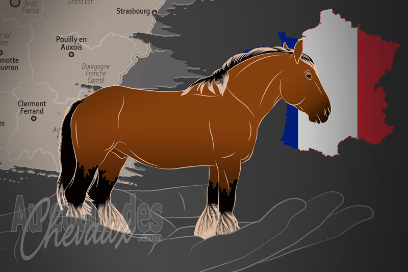 L'Union Nationale du Cheval de Trait Auxois, une organisation qui g�re le cheval de trait auxois en france