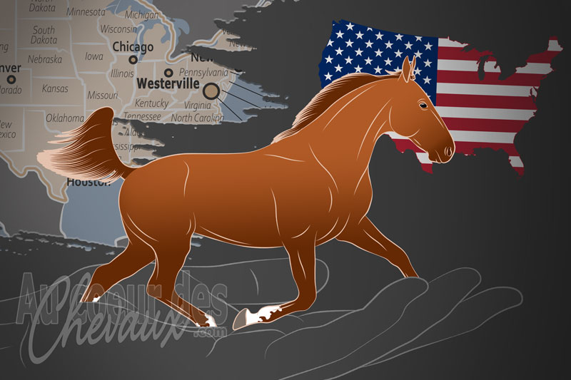 L'Association Am�ricaine des Chevaux Trotteurs, un organisme de gestion du standardbred aux �tats unis