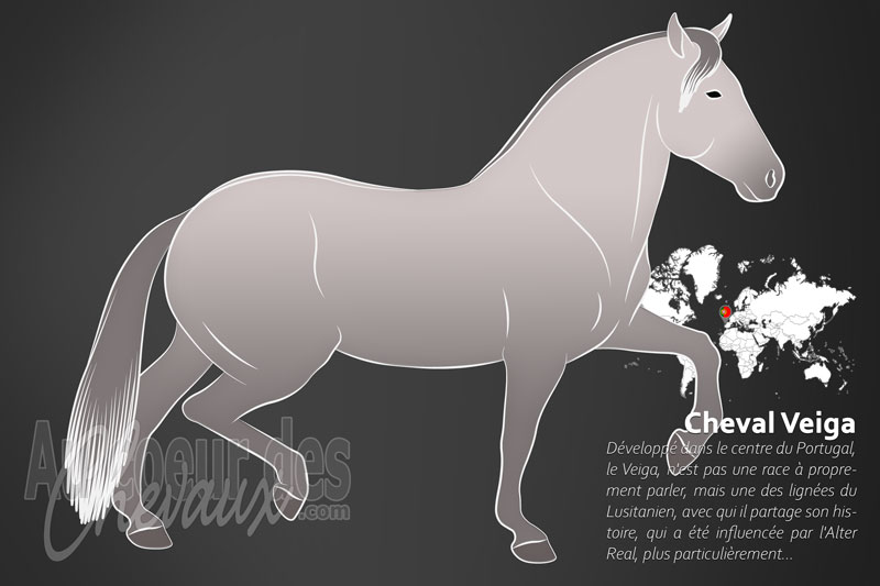 Le Cheval Veiga, la lign�e sacr�e du lusitanien portugais