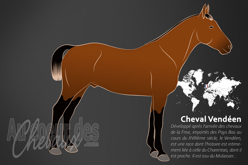 Le Cheval Vend�en, des marais du bas-poitou au selle fran�ais