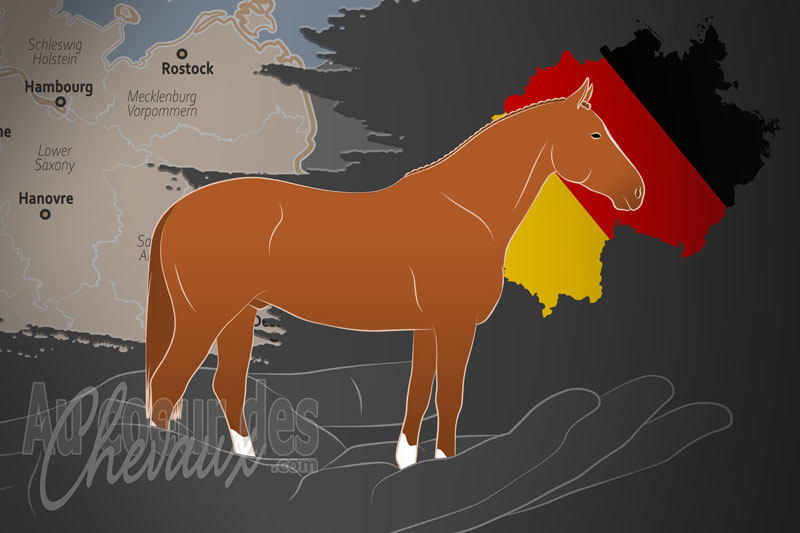 L'Association des �leveurs de Chevaux de Mecklembourg Pom�ranie Occidentale e.V., une organisation qui g�re le cheval mecklembourg en allemagne