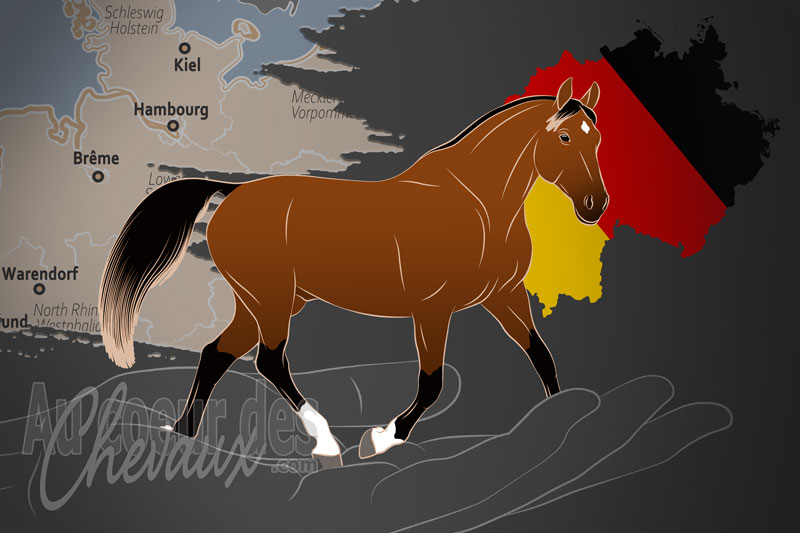 L'Association des �leveurs du Cheval Holstein E.v., un organisme de gestion de race de chevaux en Allemagne