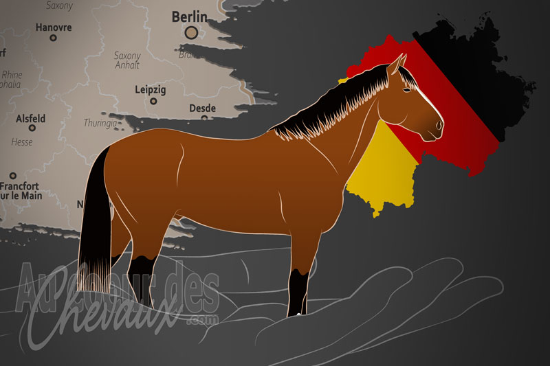 La Verband Hessischer Pferdez�chter e.V. un organisme de race en Allemagne
