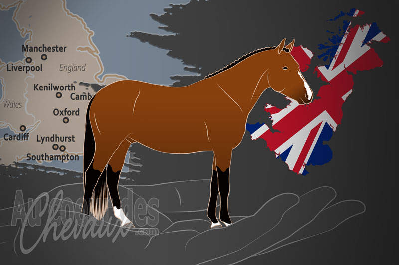 La Soci�t� des Auditeurs du Poney New Forest, un organisme de gestion du new forest au royaume uni