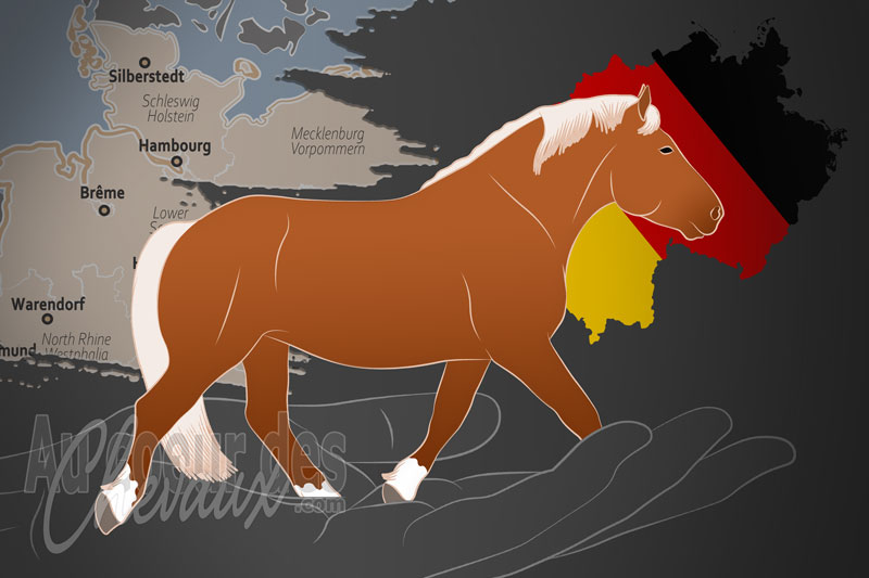 L'Association des �leveurs du Cheval de Trait du Schleswig e.V., une organisation qui g�re le cheval de trait du schleswig en allemagne