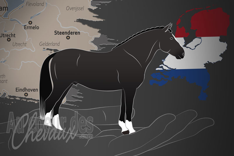 L'Association du Cheval de Groningue, un organisme de gestion du groningue aux pays bas