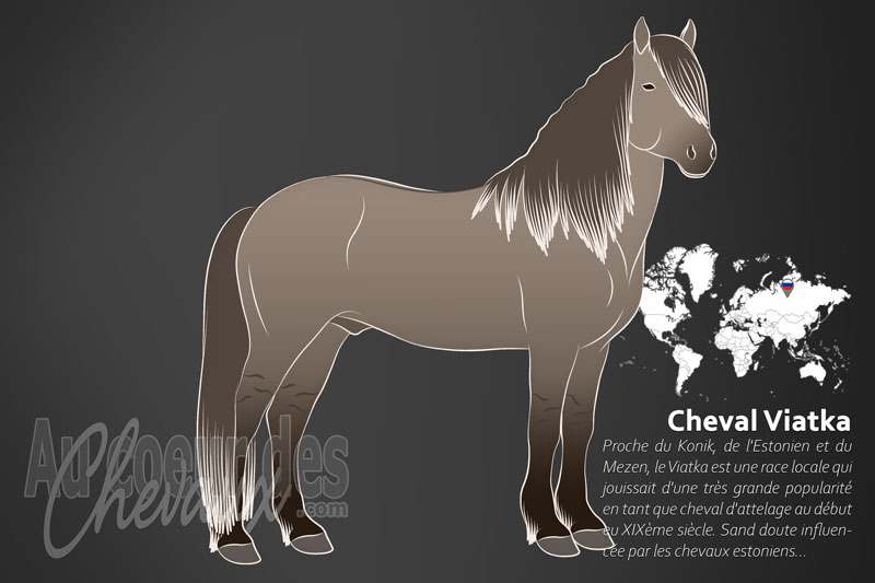 Le Cheval Viatka, l'endurant petit trotteur des for�ts russes