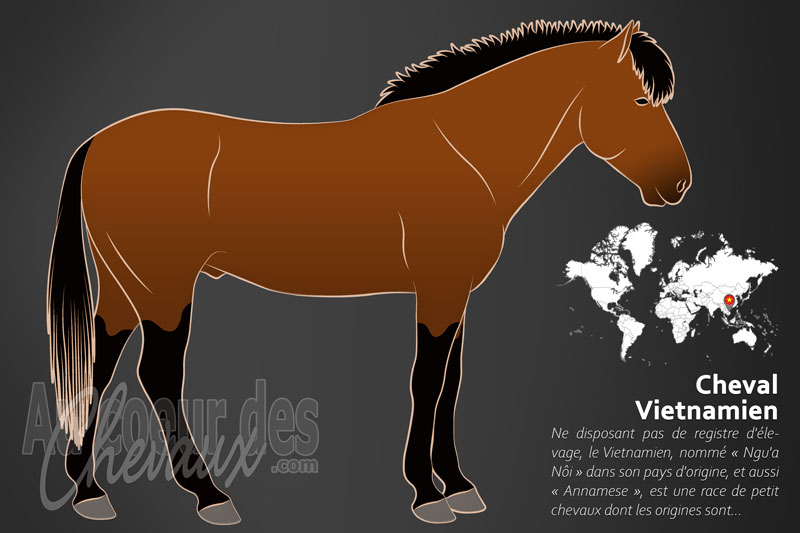 Le Cheval Vietnamien, le vaillant compagnon des hauts plateaux