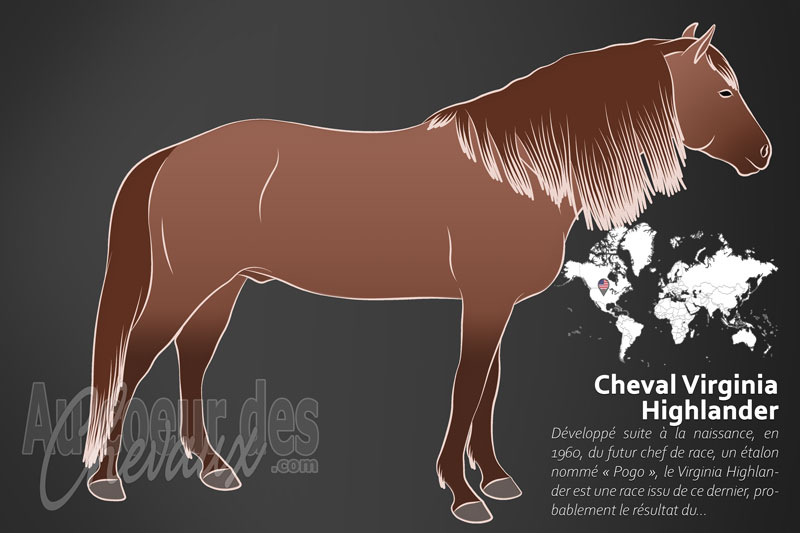 Le Cheval Virginia Highlander, la naissance d'un petit cheval d'allures