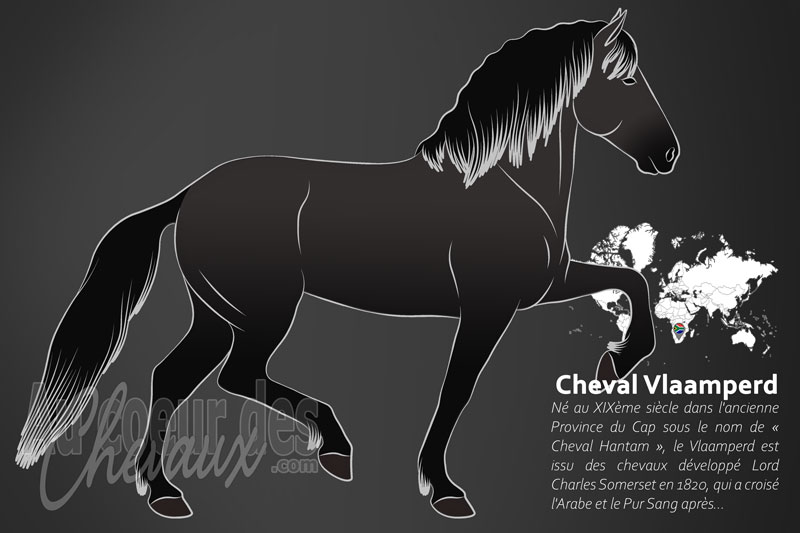 Le Cheval Vlaamperd, l'�l�gance noire d'afrique du sud