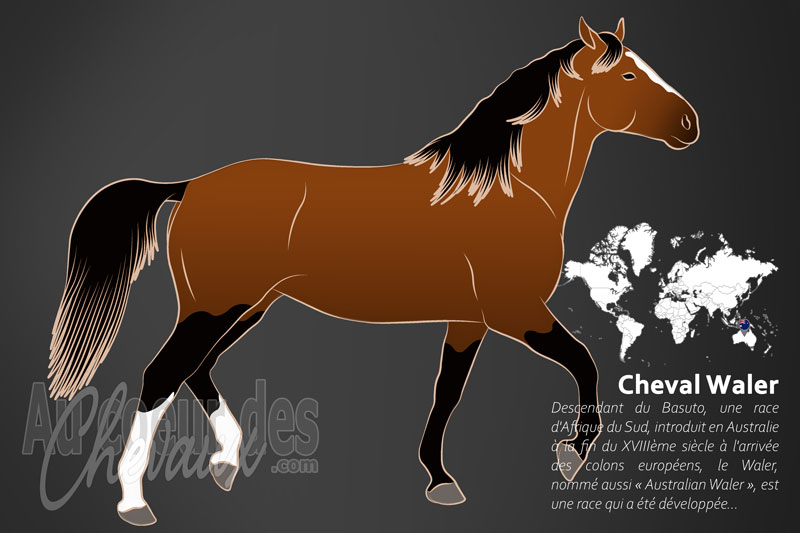 Le Cheval Waler, le guerrier l�gendaire de l'outback