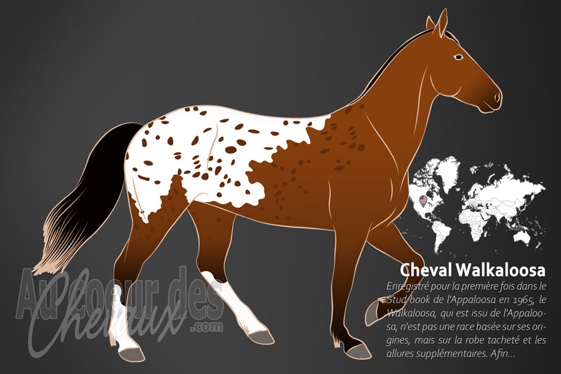 Le Cheval Walkaloosa, l'h�ritage oubli� des nez-perc�s
