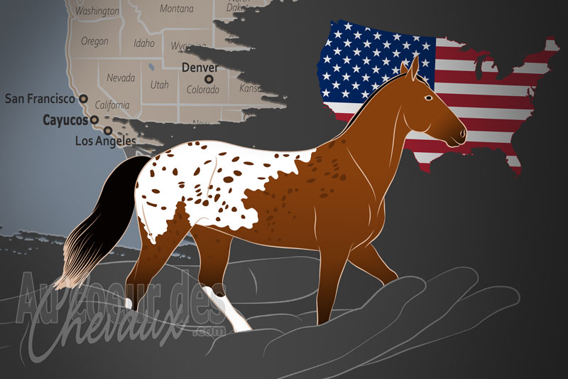 L'Association du Cheval Walkaloosa, une organisation qui g�re le cheval walkaloosa aux �tats unis