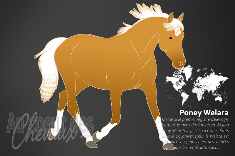 Le Poney Welara, l'alliance de l'�l�gance arabe et de la robustesse galloise