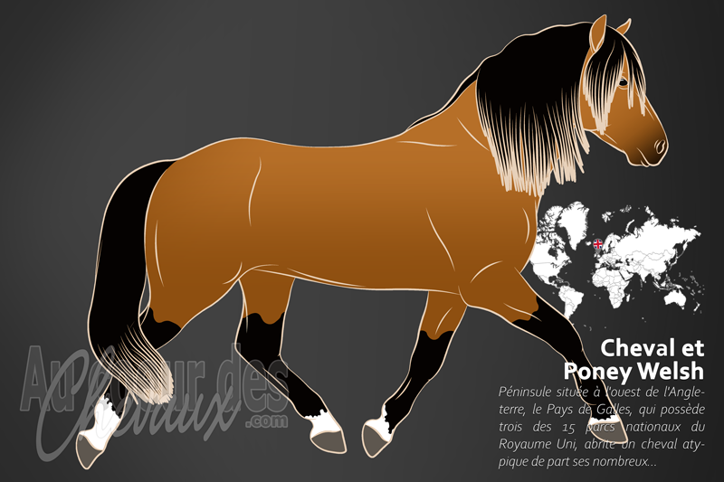 Le Cheval et Poney Welsh, les sentinelles des montagnes galloises