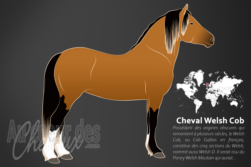 Le Cheval Welsh Cob, le colosse du pays de galles