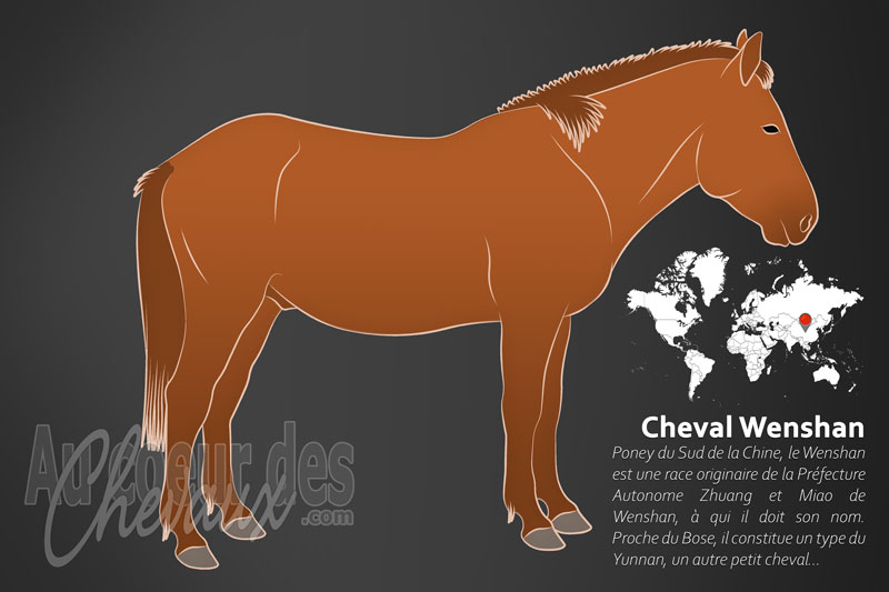 Le Cheval Wenshan, le montagnard des marches du yunnan